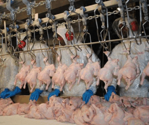 Leia mais sobre o artigo Choque mal regulado, prejuízo certo: Como falhas no atordoamento elétrico custam caro no abate de aves e suínos