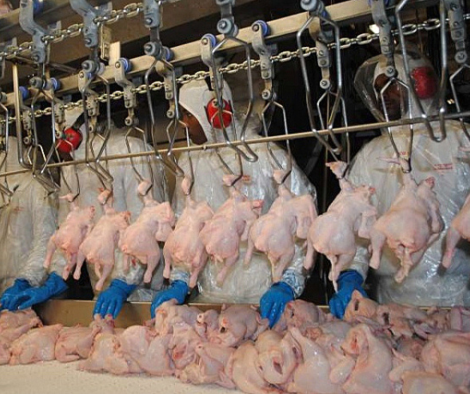 No momento, você está visualizando Choque mal regulado, prejuízo certo: Como falhas no atordoamento elétrico custam caro no abate de aves e suínos