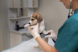 Leia mais sobre o artigo Um Novo Horizonte na Medicina Veterinária: O Uso da Cannabis no Cuidado Animal