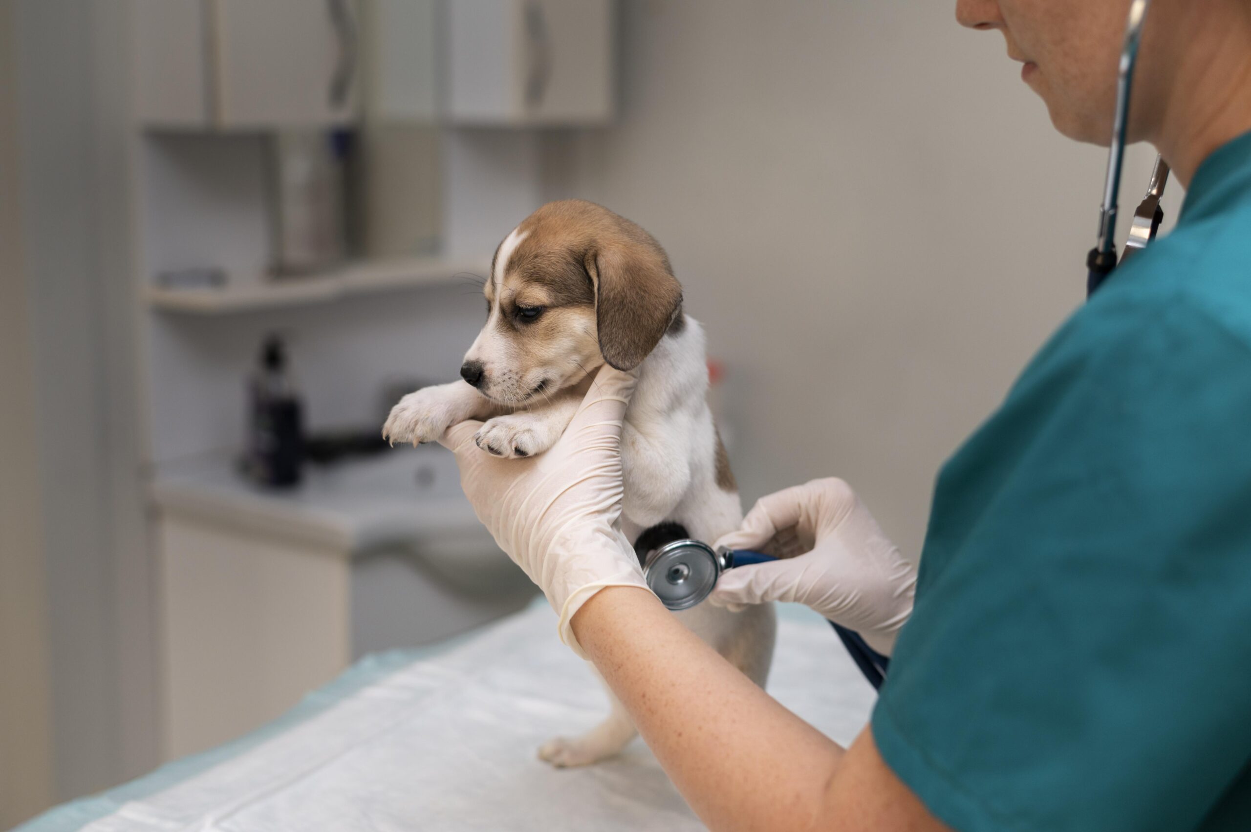 No momento, você está visualizando Um Novo Horizonte na Medicina Veterinária: O Uso da Cannabis no Cuidado Animal