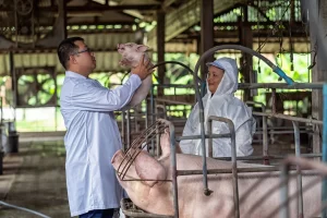 Leia mais sobre o artigo Gestão de Pessoas na Suinocultura: O Elemento que Mais Impacta Rotatividade, Engajamento e Produtividade