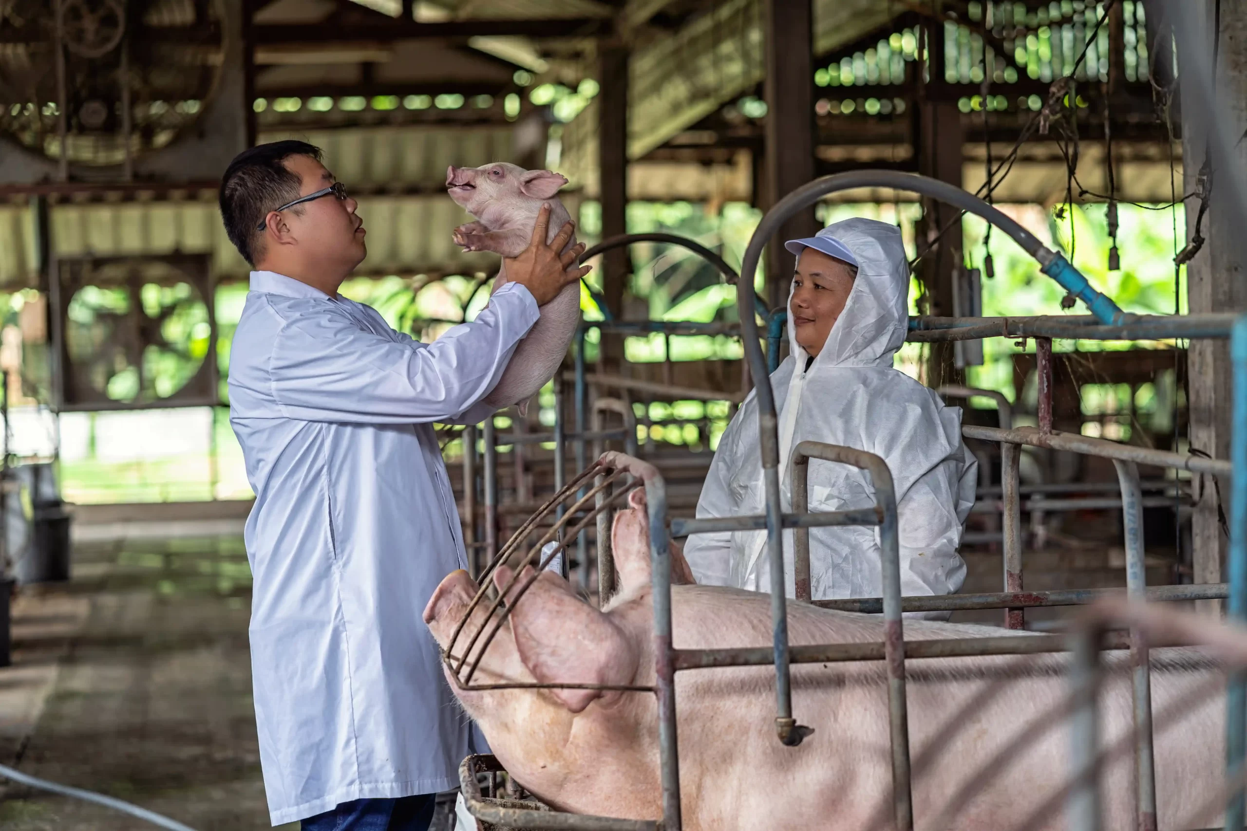 No momento, você está visualizando Gestão de Pessoas na Suinocultura: O Elemento que Mais Impacta Rotatividade, Engajamento e Produtividade